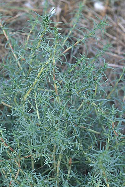 Salsola soda \ Soda-Salzkraut, Mnchsbart / Oppositeleaf Glasswort, Barilla, GR Amvrakikos Kolpos ( Golf/gulf ) 5.9.2007