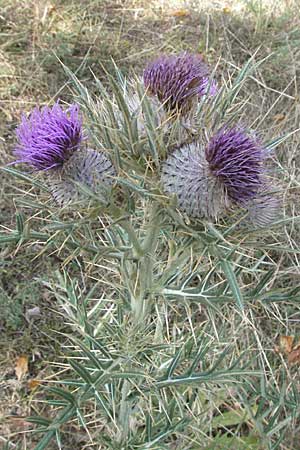 Cirsium eriophorum / Wooly Thistle, GR Katara Pass 27.8.2007