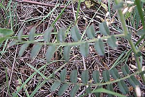 Cicer graecum \ Griechische Kichererbse / Greek Chick-Pea, GR Peloponnes, Zarouchla Tal / Valley 19.5.2008