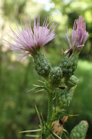 Cirsium creticum \ Kretische Kratzdistel / Cretan Thistle, GR Euboea (Evia), Istiea 30.8.2017