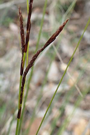 Carex illegitima ? \ Hybrid-Segge / Bastard Sedge, GR Hymettos 20.3.2019