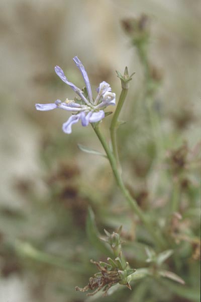 Cichorium pumilum \ Kleine Wegwarte / Dwarf Chicory, GR Nafpaktos 5.9.2007