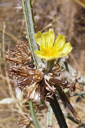 Chondrilla ramosissima \ Vielstiger Knorpellattich, GR Athen 4.9.2014