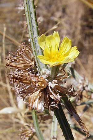 Chondrilla ramosissima \ Vielstiger Knorpellattich / Many-Branched Skeletonweed, GR Athen 4.9.2014