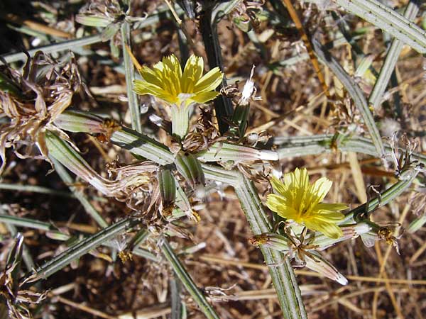 Chondrilla ramosissima \ Vielstiger Knorpellattich / Many-Branched Skeletonweed, GR Athen 4.9.2014