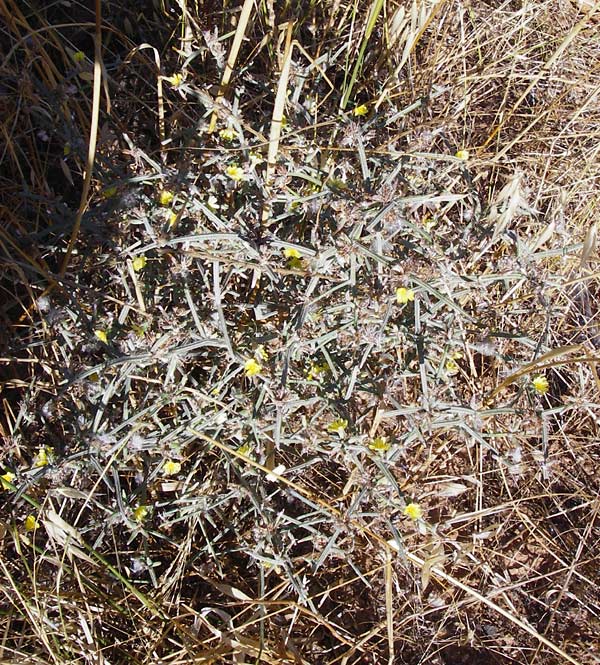 Chondrilla ramosissima \ Vielstiger Knorpellattich / Many-Branched Skeletonweed, GR Athen 4.9.2014