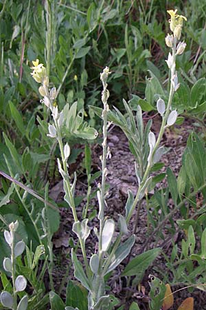 Fibigia clypeata \ Echte Schildkresse, GR Zagoria, Mikro Papingko 17.5.2008