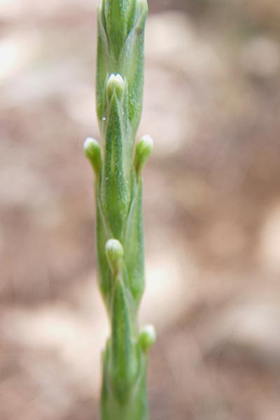 Crucianella latifolia / Broad-Leaved Crosswort, GR Hymettos 20.5.2008