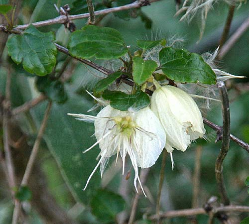 Clematis cirrhosa \ Macchien-Waldrebe / Early Virgin's Bower, GR Gerania - Gebirge/Mountains, Perachora 30.1.2013 (Photo: Gisela Nikolopoulou)