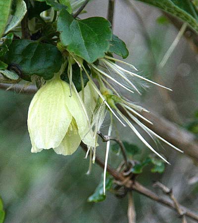 Clematis cirrhosa \ Macchien-Waldrebe, GR Gerania - Gebirge, Perachora 30.1.2013 (Photo: Gisela Nikolopoulou)