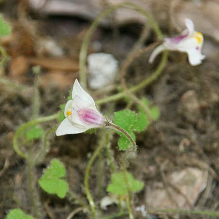 Cymbalaria microcalyx \ Kleinkelchiges Zimbelkraut / Small-Sepal Toadflax, GR Chelmos 26.5.2014 (Photo: Gisela Nikolopoulou)