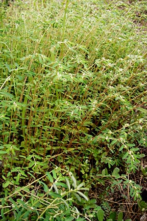 Chamaesyce nutans \ Nickende Wolfsmilch / Eyebane, Nodding Spurge, GR Dafni 6.9.2014