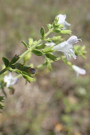 Clinopodium calamintha \ Kleinbltige Bergminze / Lesser Calamint, GR Euboea (Evia), Istiea 27.8.2017