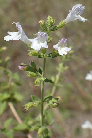 Clinopodium calamintha \ Kleinbltige Bergminze / Lesser Calamint, GR Euboea (Evia), Istiea 27.8.2017