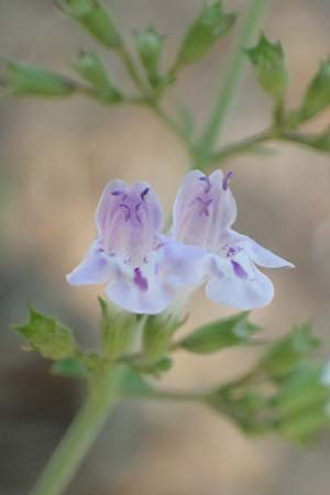 Clinopodium calamintha \ Kleinbltige Bergminze / Lesser Calamint, GR Euboea (Evia), Agia Anna 27.8.2017