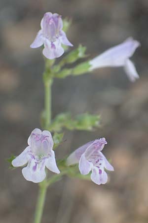 Clinopodium calamintha \ Kleinbltige Bergminze / Lesser Calamint, GR Euboea (Evia), Agia Anna 27.8.2017