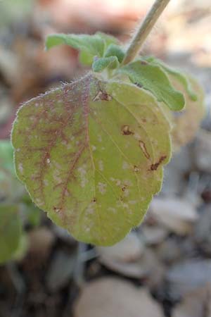 Clinopodium calamintha \ Kleinblütige Bergminze / Lesser Calamint, GR Euboea (Evia), Agia Anna 27.8.2017