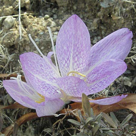 Colchicum bivonae \ Bivona-Zeitlose, GR Meteora 28.8.2007