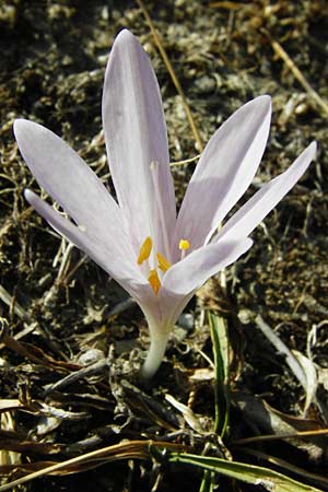 Colchicum lingulatum \ Znglein-Zeitlose / Tongue Autumn Crocus, GR Parnitha 1.9.2014