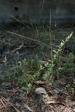 Chenopodium opulifolium \ Schneeballblättriger Gänsefuß / Grey Goosefoot, GR Euboea (Evia), Neos Pirgos 31.8.2017