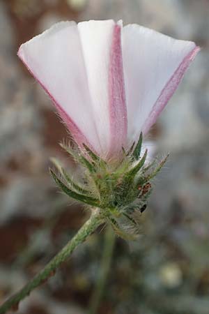 Convolvulus cantabrica \ Kantabrische Winde / Southern Bindweed, GR Athen 10.4.2019