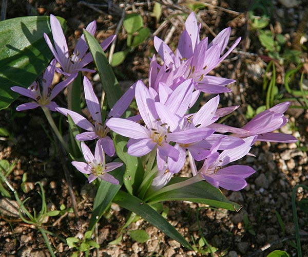 Colchicum cupanii \ Cupanis Zeitlose / Cupani's Autumn Crocus, GR Gerania - Gebirge/Mountains, Loutraki 10.11.2014 (Photo: Gisela Nikolopoulou)