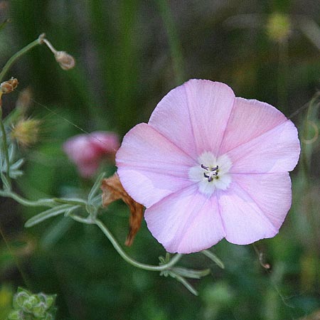 Convolvulus elegantissimus \ Zierliche Winde / Elegant Bindweed, GR Korinth/Corinth 2.6.2011 (Photo: Gisela Nikolopoulou)