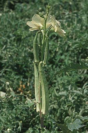 Abelmoschus esculentus \ Okra / Okra, Gumbo, GR Nauplia/Nafplion 4.9.2007