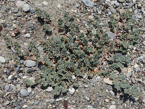 Chamaesyce peplis / Purple Spurge, GR Euboea (Evia), Kanatadika 28.8.2017