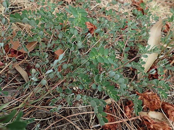 Chamaesyce prostrata \ Hingestreckte Wolfsmilch / Trailing Red Spurge, Prostrate Spurge, GR Euboea (Evia), Loutra Edipsos 29.8.2017