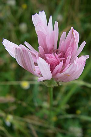 Crepis rubra \ Roter Pippau, GR Dodoni 14.5.2008