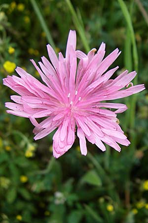 Crepis rubra \ Roter Pippau, GR Dodoni 14.5.2008