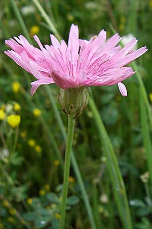 Crepis rubra \ Roter Pippau, GR Dodoni 14.5.2008