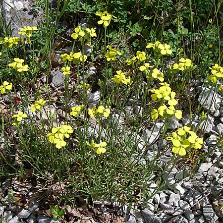 Diplotaxis muralis \ Mauer-Doppelsame / Annual Wall Rocket, GR Zagoria, Mikro Papingko 17.5.2008