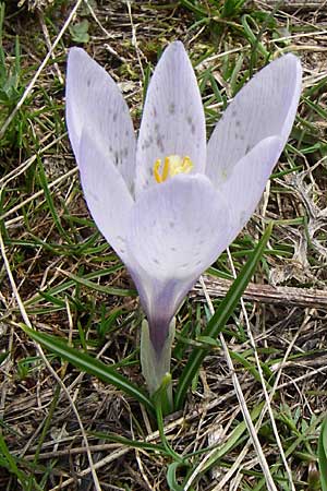 Crocus veluchensis \ Veluchenser Krokus / Timfristos Crocus; GR Timfi 17.5.08