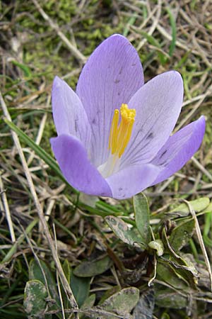Crocus veluchensis \ Veluchenser Krokus / Timfristos Crocus; GR Timfi 17.5.08