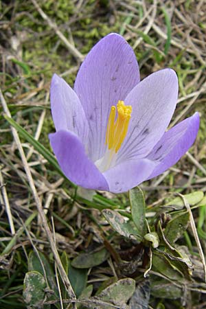 Crocus veluchensis \ Veluchenser Krokus, GR Timfi 17.5.2008