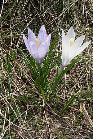 Crocus veluchensis \ Veluchenser Krokus / Timfristos Crocus; GR Timfi 17.5.08