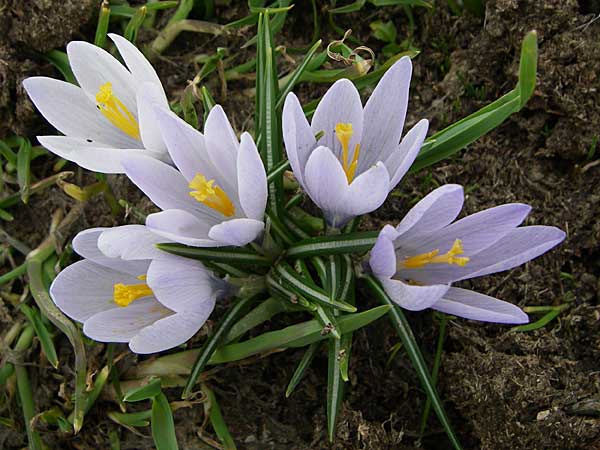 Crocus veluchensis \ Veluchenser Krokus / Timfristos Crocus; GR Timfi 17.5.08