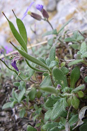 Aubrieta deltoidea / Purple Rock Cress, GR Zagoria, Monodendri 19.5.2008