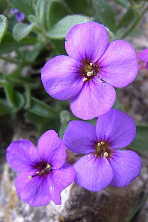 Aubrieta deltoidea \ Blaukissen / Purple Rock Cress, GR Zagoria, Monodendri 19.5.2008