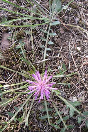 Centaurea raphanina subsp. mixta \ Rettichartige Flockenblume, GR Hymettos 21.5.2008