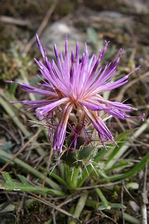 Centaurea raphanina subsp. mixta \ Rettichartige Flockenblume, GR Hymettos 21.5.2008