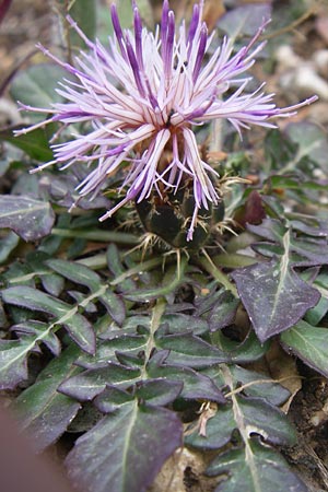 Centaurea raphanina subsp. mixta \ Rettichartige Flockenblume / Knapweed, GR Parnitha 22.5.2008