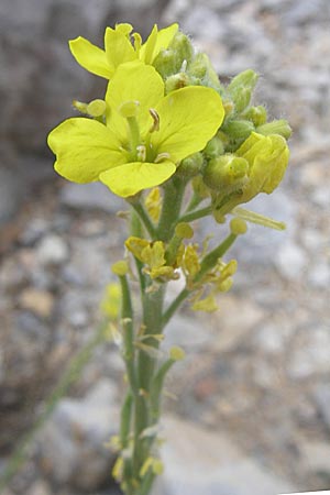 Hirschfeldia incana / Shortpod Mustard, Buchanweed, GR Parnitha 22.5.2008