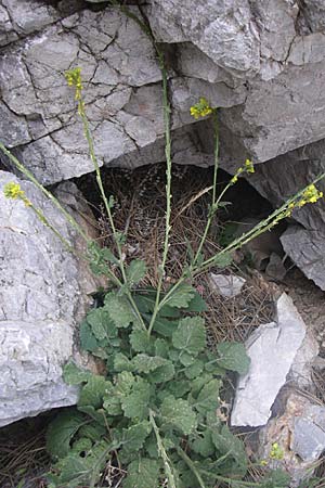 Hirschfeldia incana \ Grau-Senf / Shortpod Mustard, Buchanweed, GR Parnitha 22.5.2008
