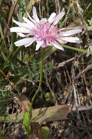 Crepis rubra \ Roter Pippau / Pink Hawk's-Beard, GR Peloponnes, Kalogria 27.3.2013