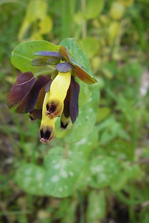 Cerinthe retorta \ Verdrehte Wachsblume, GR Peloponnes, Figalia 29.3.2013