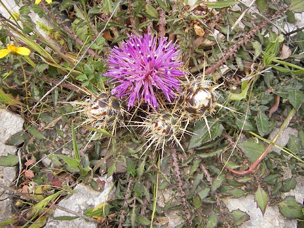 Centaurea raphanina subsp. mixta \ Rettichartige Flockenblume / Knapweed, GR Hymettos 2.4.2013