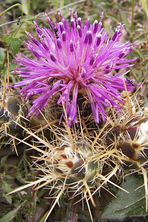 Centaurea raphanina subsp. mixta \ Rettichartige Flockenblume, GR Hymettos 2.4.2013